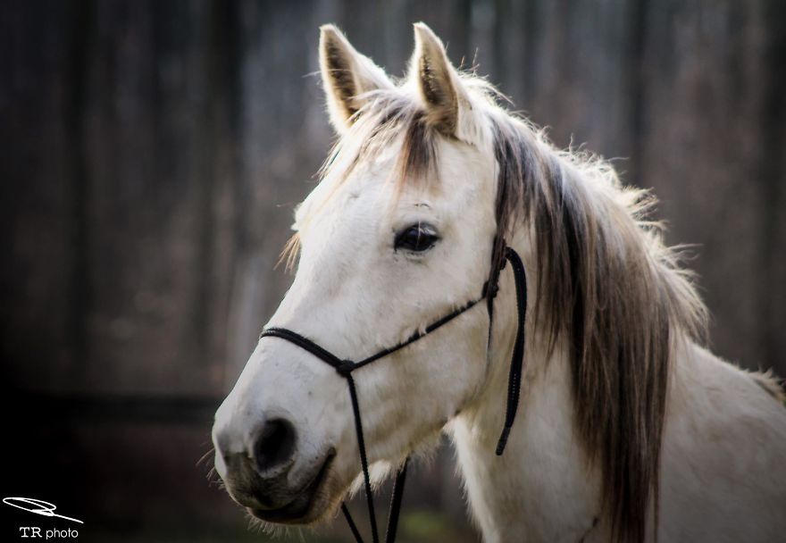 I Live With Horses And I Take Pictures Of Them