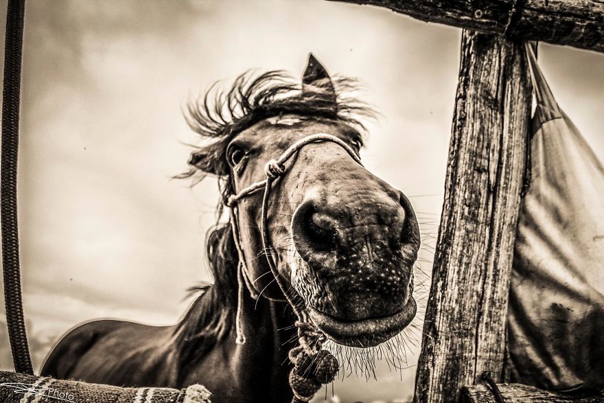 I Live With Horses And I Take Pictures Of Them