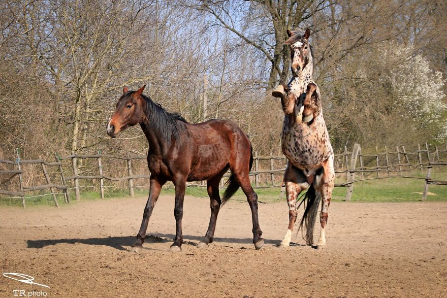 I Live With Horses And I Take Pictures Of Them