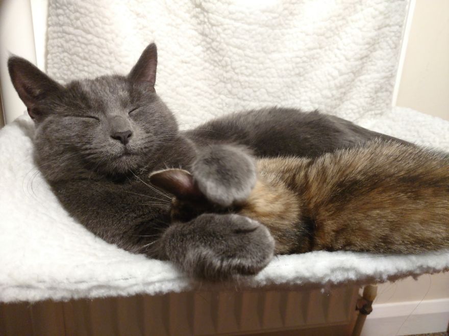 Rescue Kitten Finds Foster Mom Who Takes Care Of Her Day And Night Rescue Kitten Finds Foster Mom Who Takes Care Of Her Day And Night