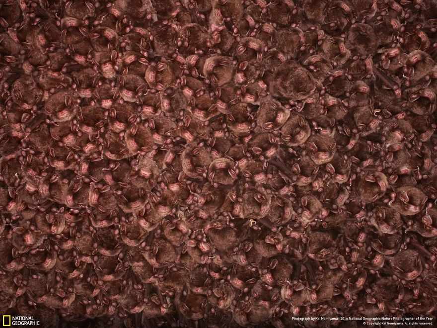 Huge Scale Of Bats Hibernation