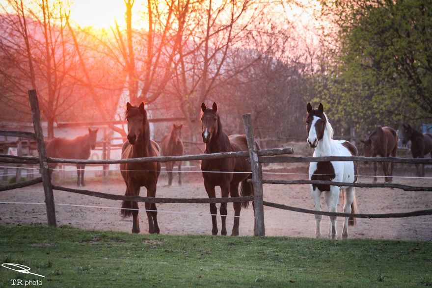 I Live With Horses And I Take Pictures Of Them