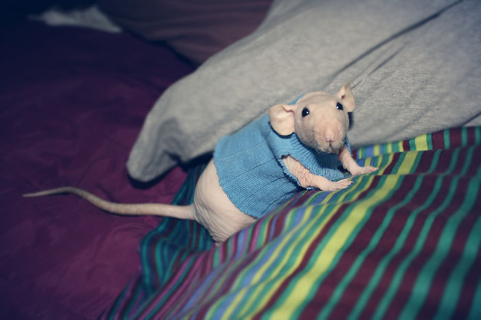 A Post For Hairless Animal Lovers