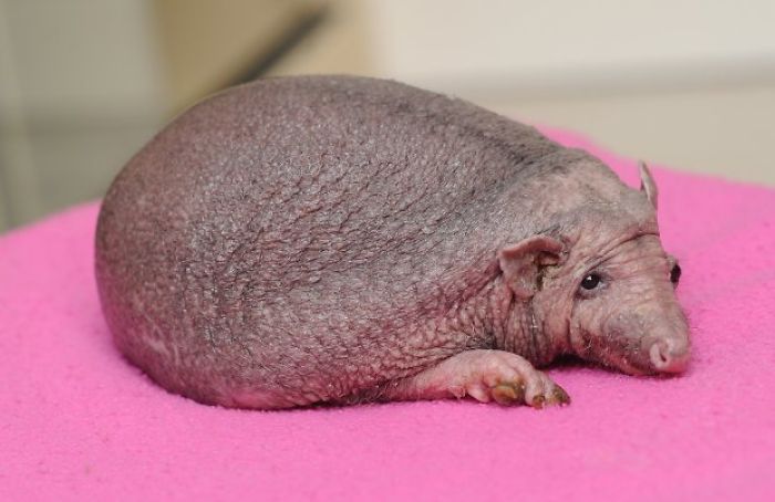A Post For Hairless Animal Lovers