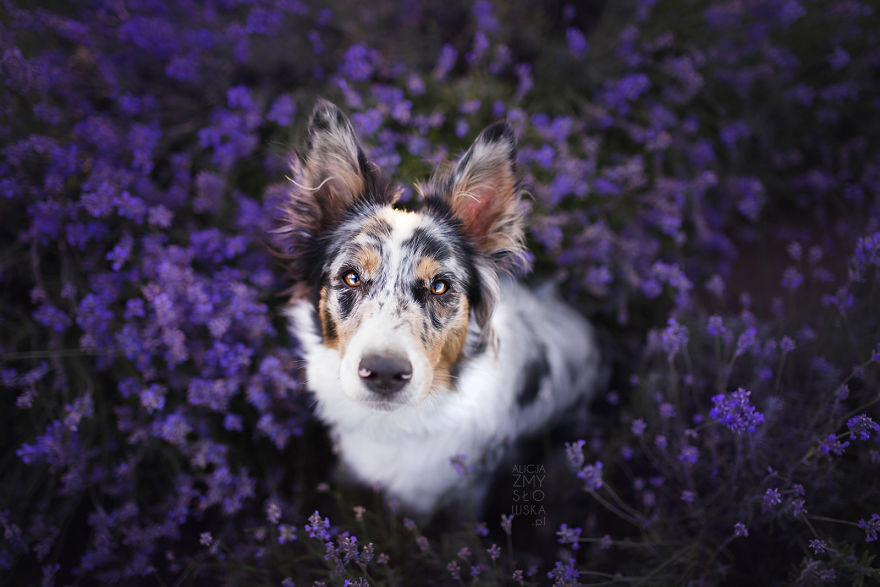 Nala Shining In Lavender