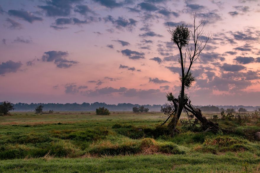 I Spent A Year Photographing Trees Around Warsaw