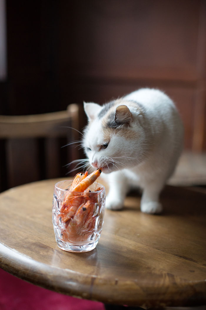 We Made A Book About Cats In London Pubs