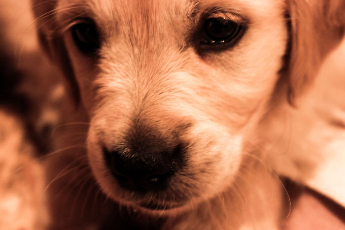 Fascinated By My Golden Retriever’s Paws