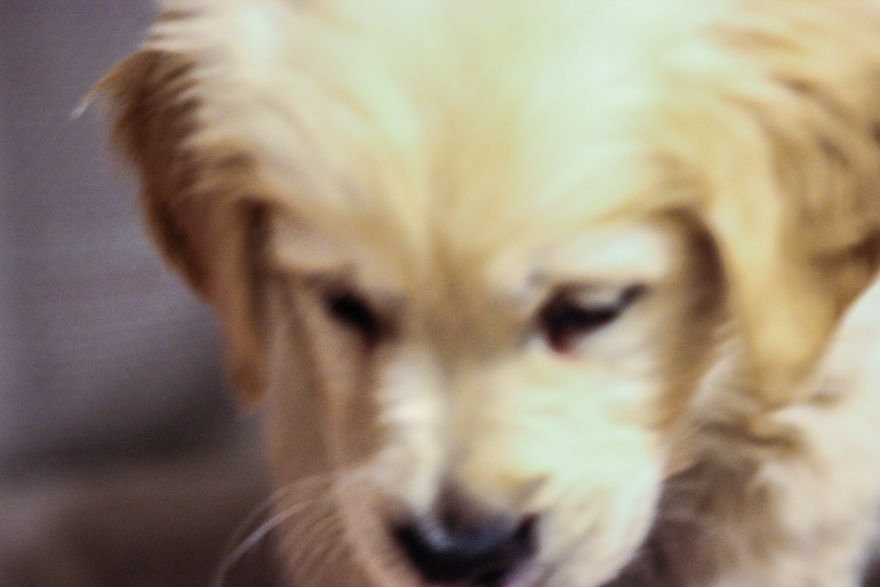 Fascinated By My Golden Retriever's Paws Fascinated By My Golden Retriever's Paws