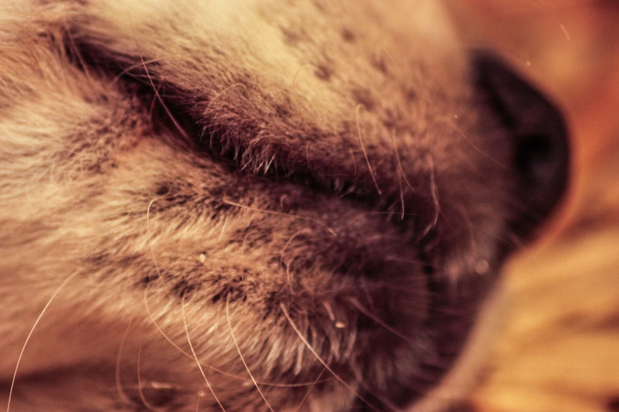 Fascinated By My Golden Retriever's Paws