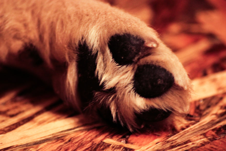 Fascinated By My Golden Retriever's Paws