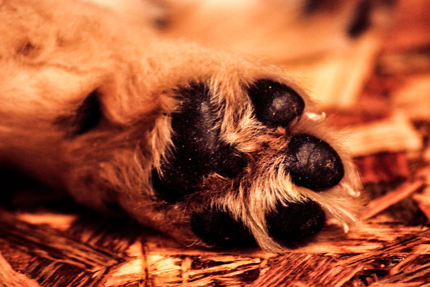 Fascinated By My Golden Retriever's Paws