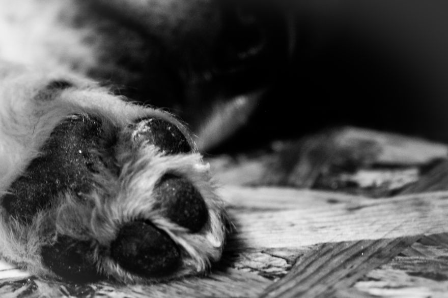 Fascinated By My Golden Retriever's Paws