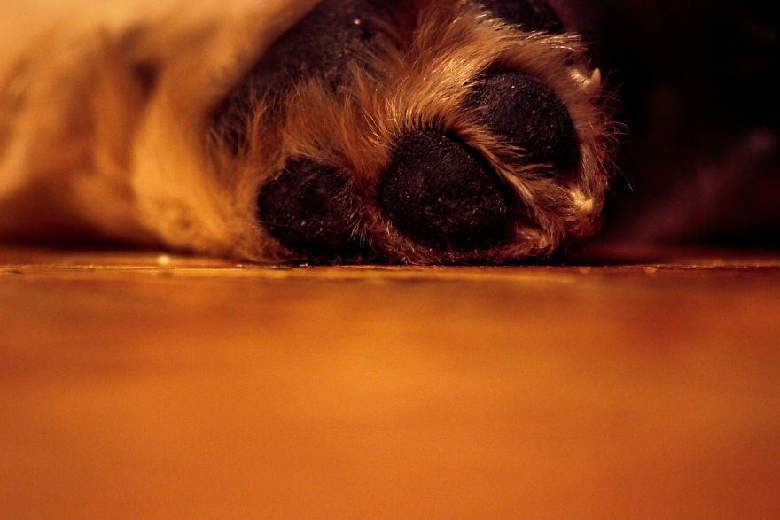Fascinated By My Golden Retriever's Paws Fascinated By My Golden Retriever's Paws