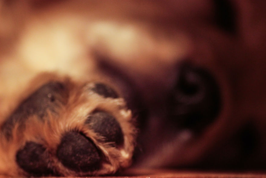 Fascinated By My Golden Retriever's Paws
