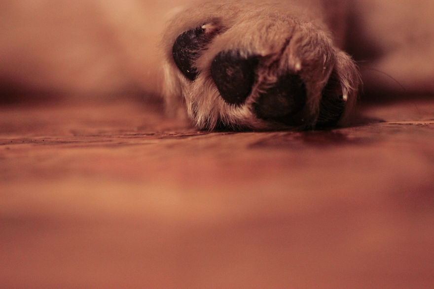 Fascinated By My Golden Retriever's Paws