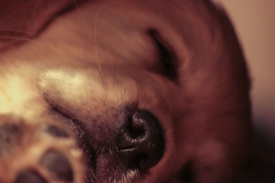 Fascinated By My Golden Retriever's Paws
