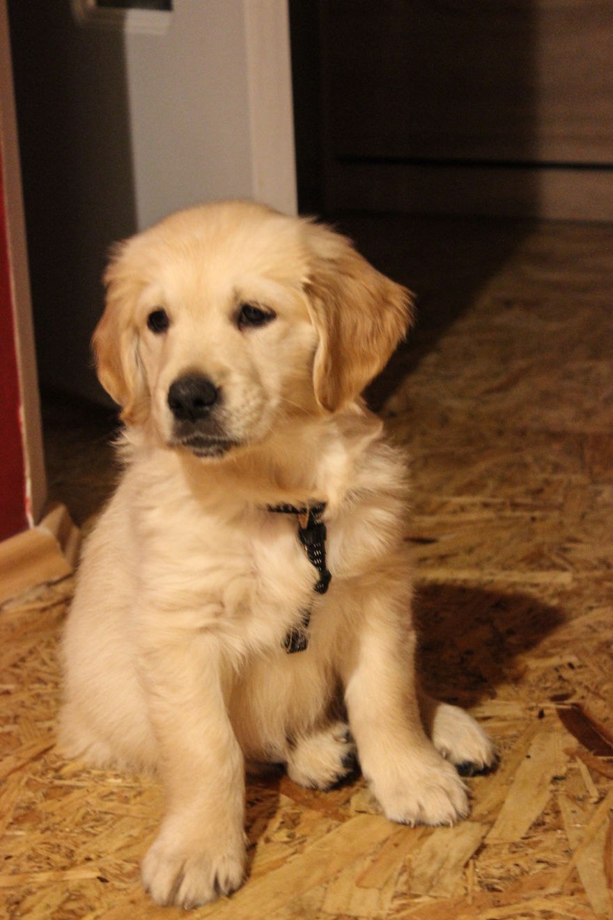 Fascinated By My Golden Retriever's Paws