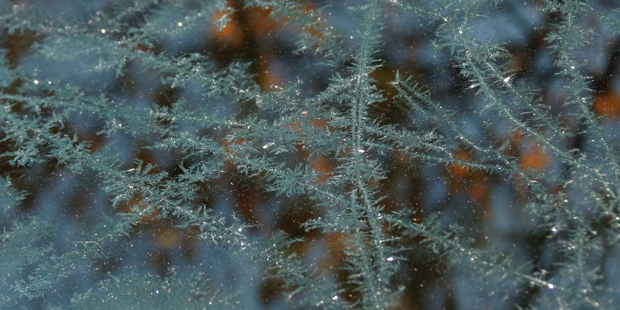 Before Scraping The Frost Off My Car On These Chilly Mornings, I Like To Stop And Appreciate Jack Frost's Delicate Artistry