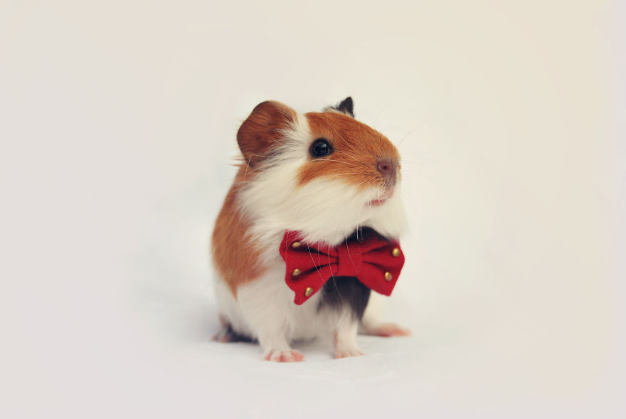 I Photographed My Pets In These Adorable Photoshoots