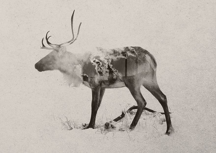 I Combine Animals And Landscapes In My Double Exposure Artwork