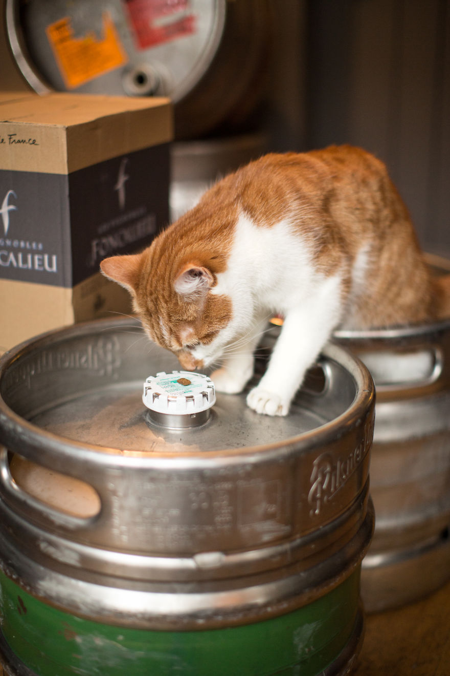 We Made A Book About Cats In London Pubs