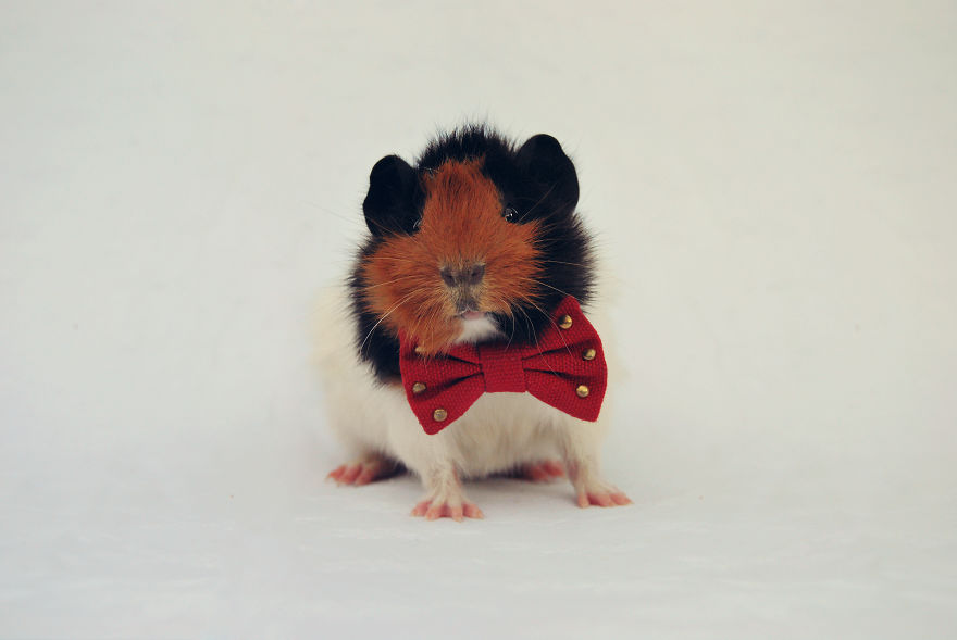 I Photographed My Pets In These Adorable Photoshoots