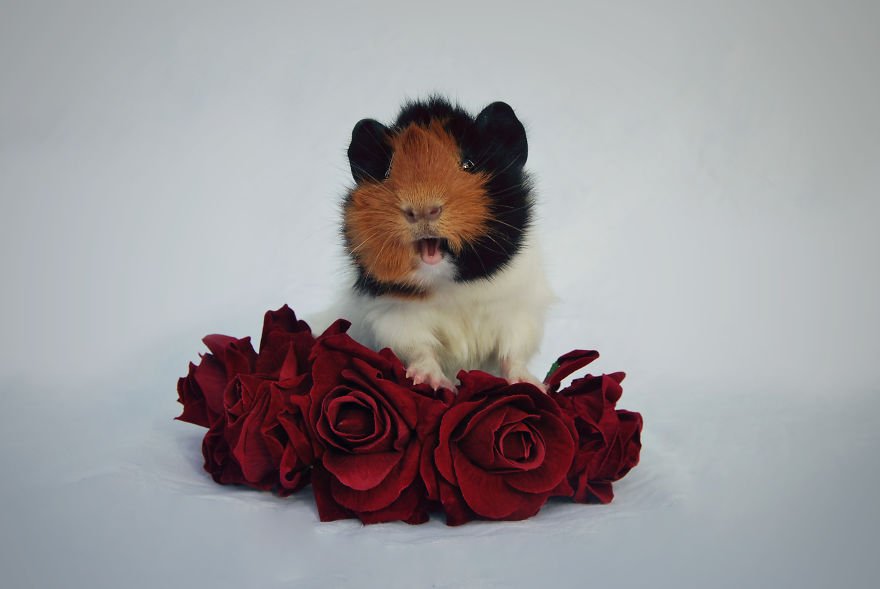 I Photographed My Pets In These Adorable Photoshoots