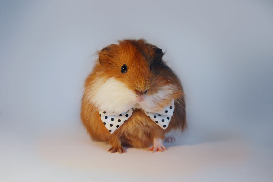 I Photographed My Pets In These Adorable Photoshoots