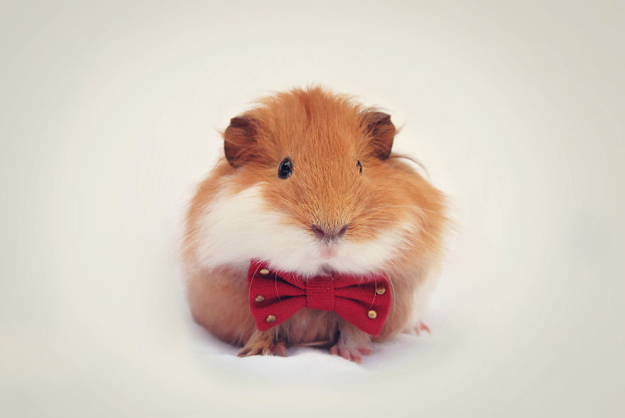 I Photographed My Pets In These Adorable Photoshoots I Photographed My Pets In These Adorable Photoshoots