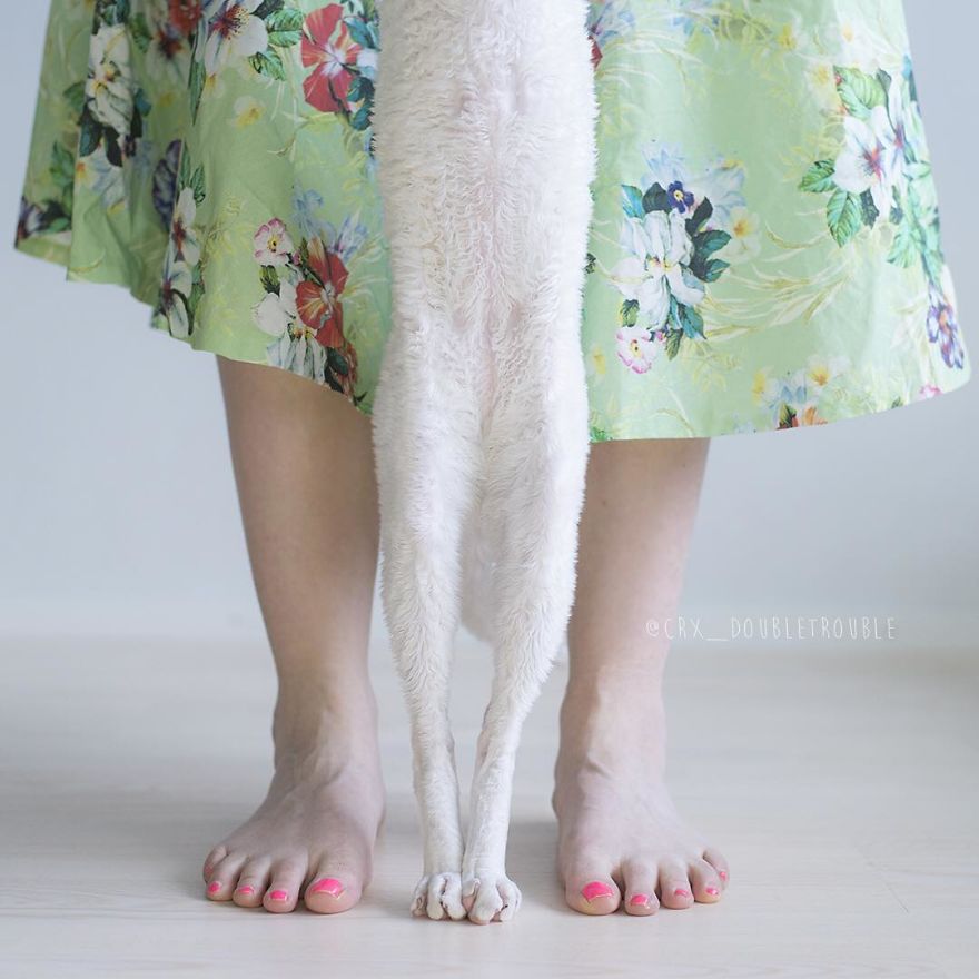 Cornish Rex, Cats With Curls And Rabbit Ears