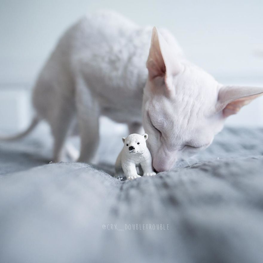 Cornish Rex, Cats With Curls And Rabbit Ears