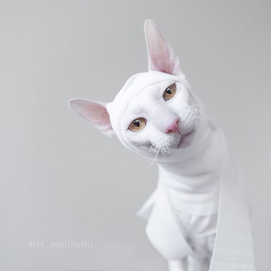 Cornish Rex, Cats With Curls And Rabbit Ears