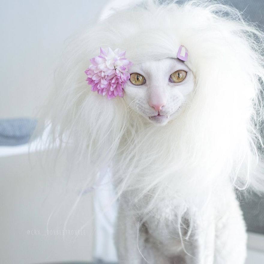 Cornish Rex, Cats With Curls And Rabbit Ears