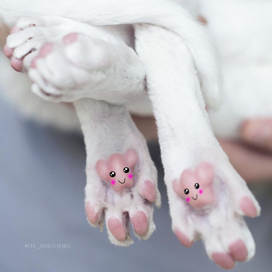 Cornish Rex, Cats With Curls And Rabbit Ears