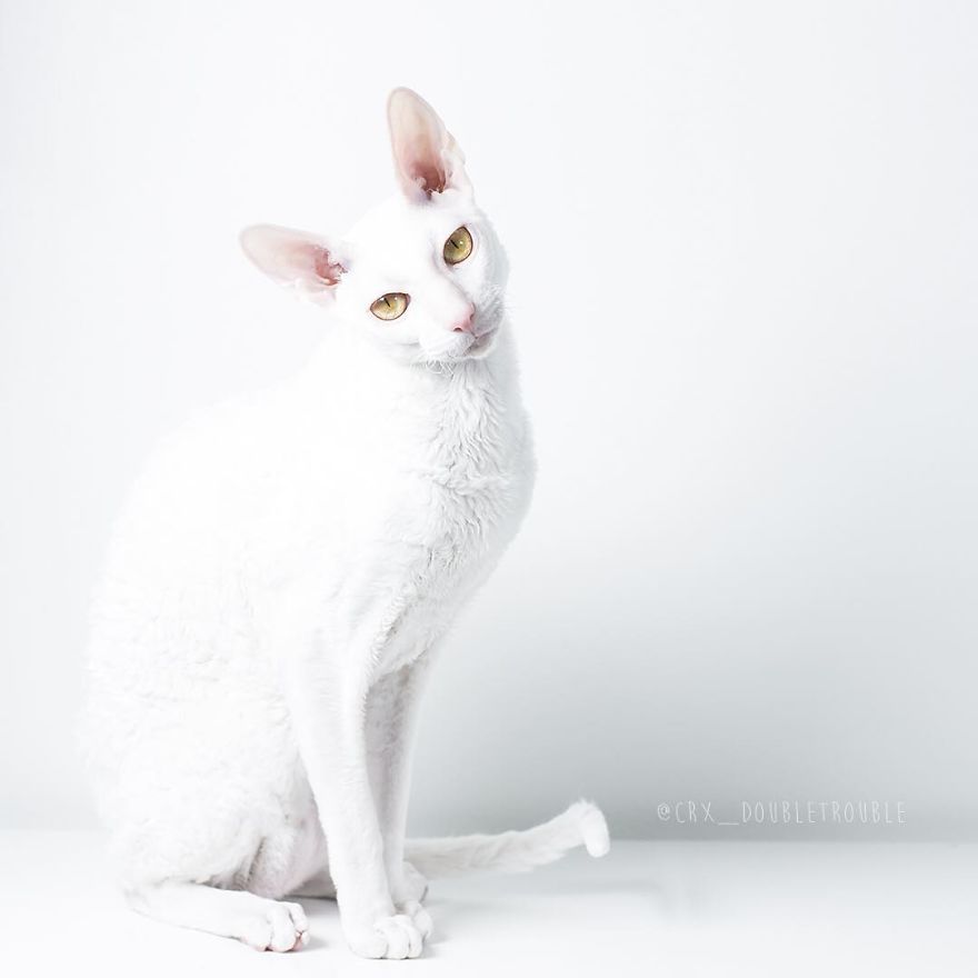 Cornish Rex, Cats With Curls And Rabbit Ears