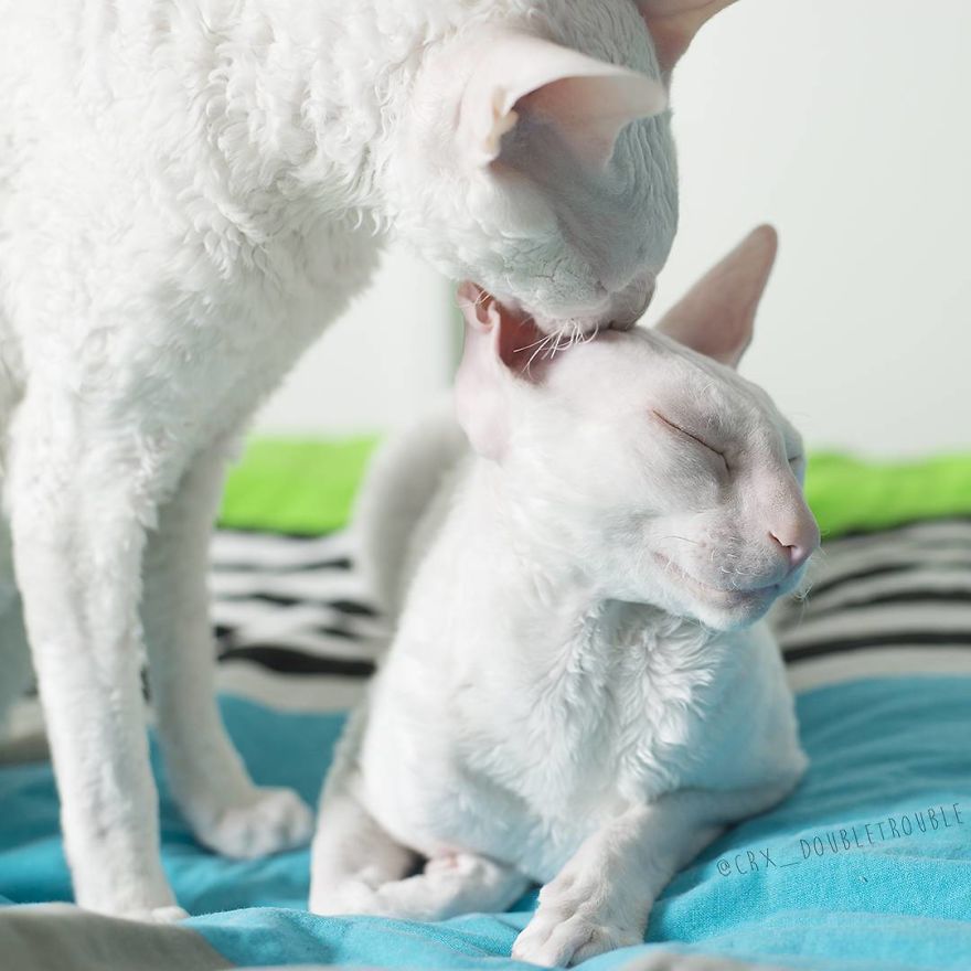 Cornish Rex, Cats With Curls And Rabbit Ears