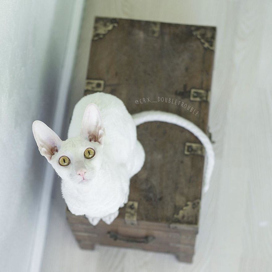 Cornish Rex, Cats With Curls And Rabbit Ears