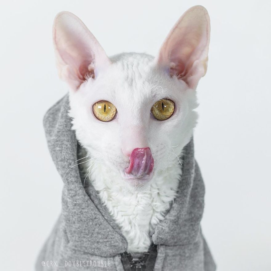 Cornish Rex, Cats With Curls And Rabbit Ears