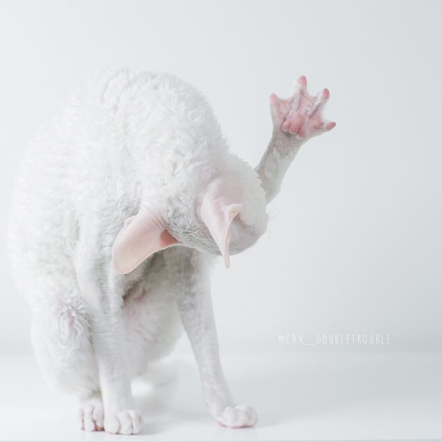 Cornish Rex, Cats With Curls And Rabbit Ears