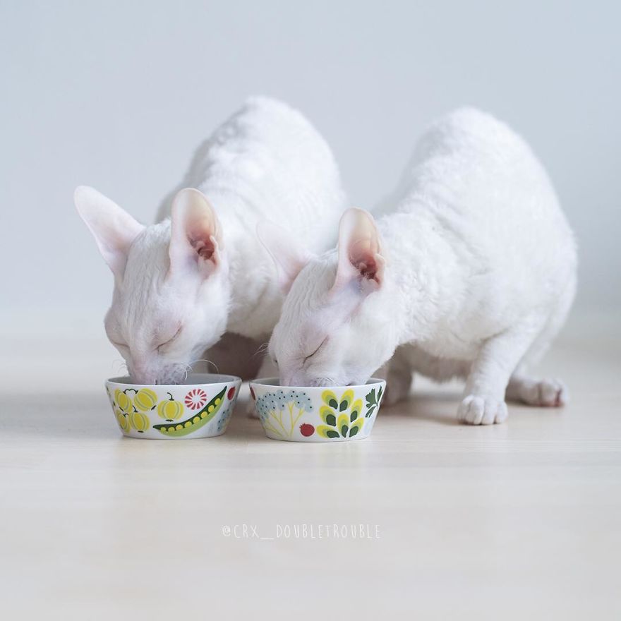 Cornish Rex, Cats With Curls And Rabbit Ears