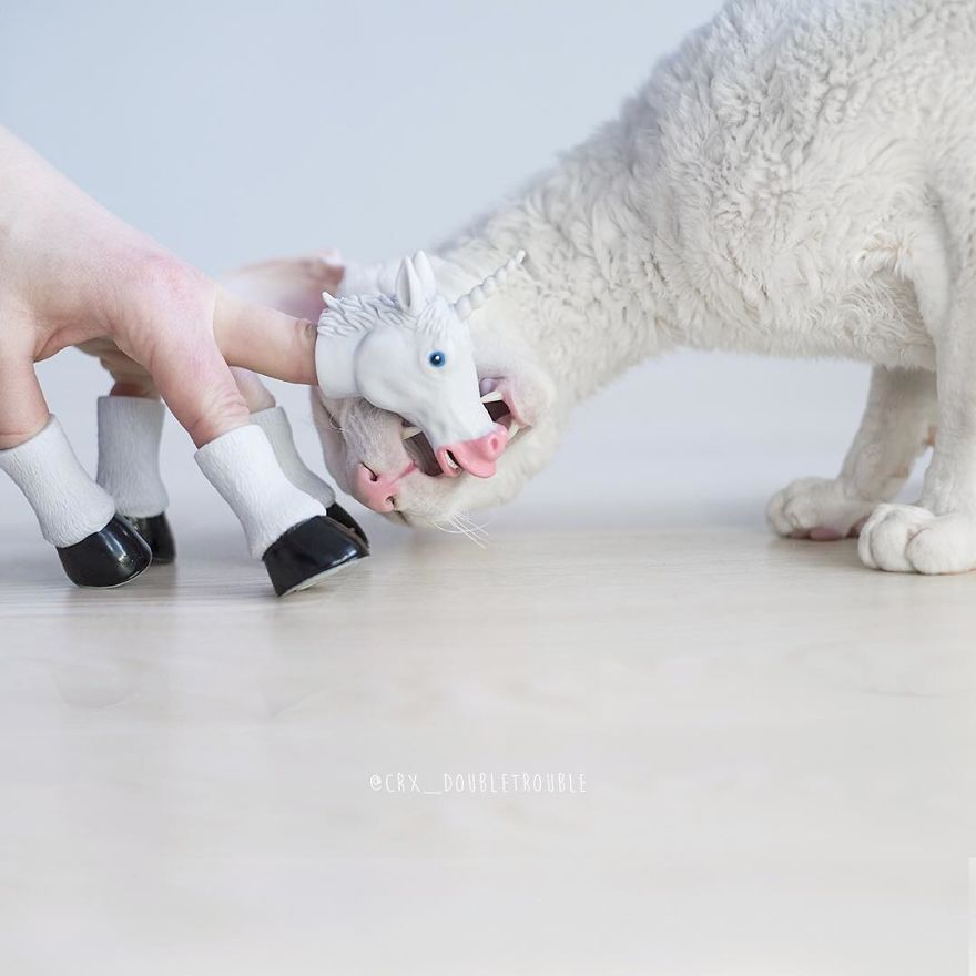Cornish Rex, Cats With Curls And Rabbit Ears