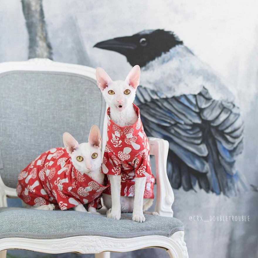 Cornish Rex, Cats With Curls And Rabbit Ears