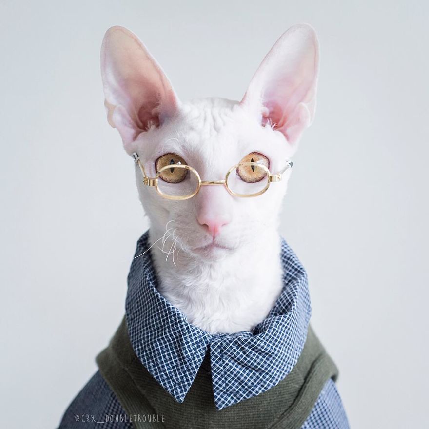 Cornish Rex, Cats With Curls And Rabbit Ears