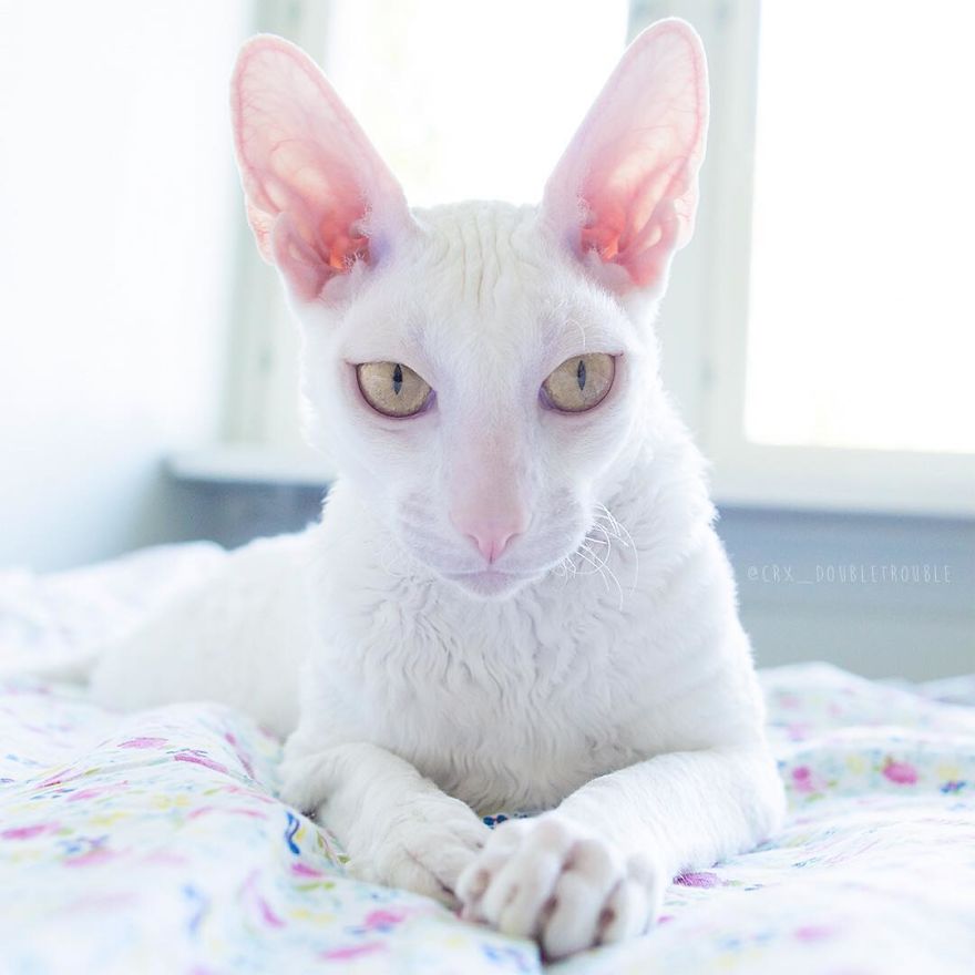 Cornish Rex, Cats With Curls And Rabbit Ears
