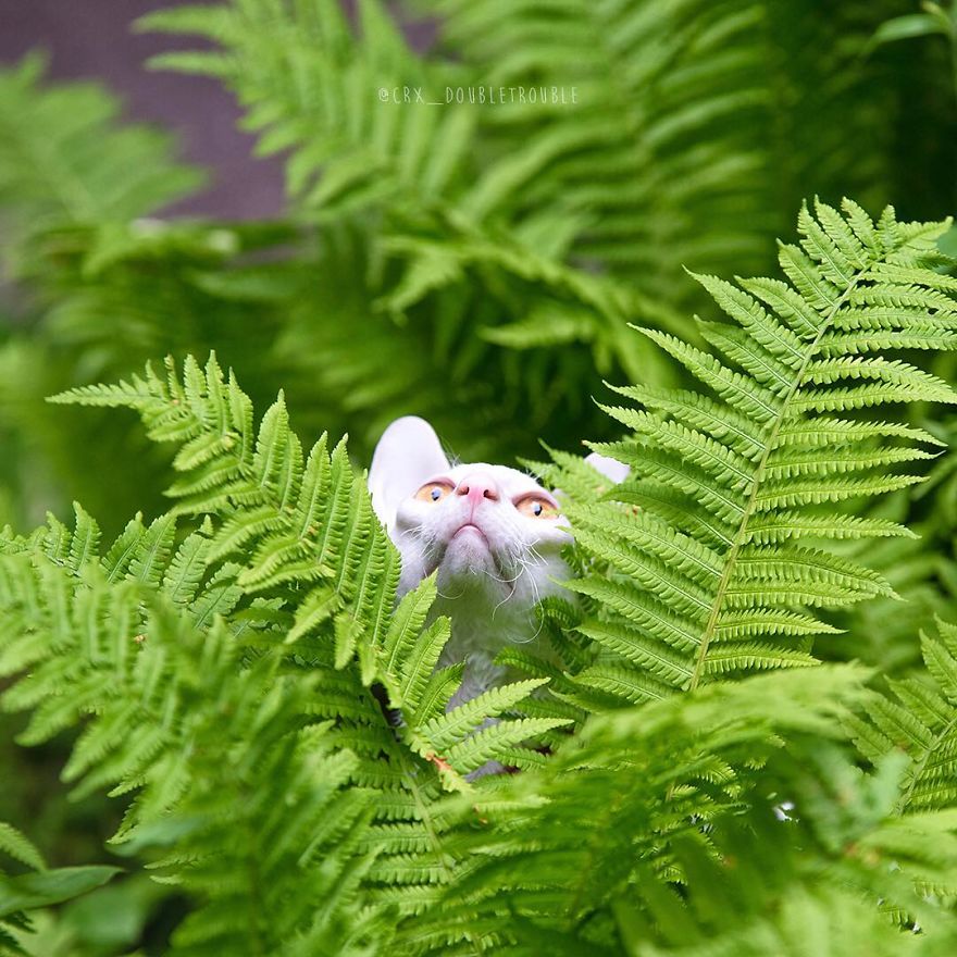 Cornish Rex, Cats With Curls And Rabbit Ears