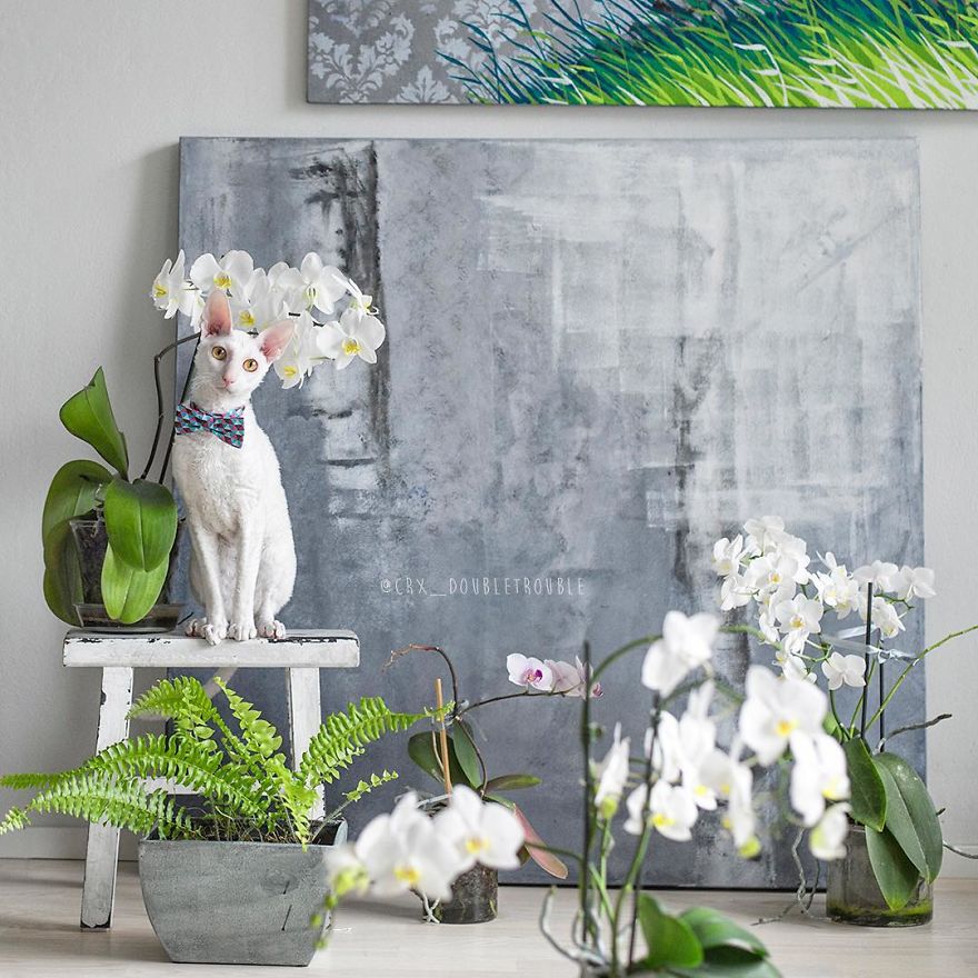 Cornish Rex, Cats With Curls And Rabbit Ears