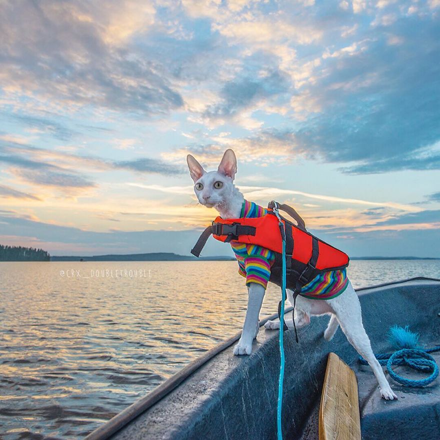 Cornish Rex, Cats With Curls And Rabbit Ears
