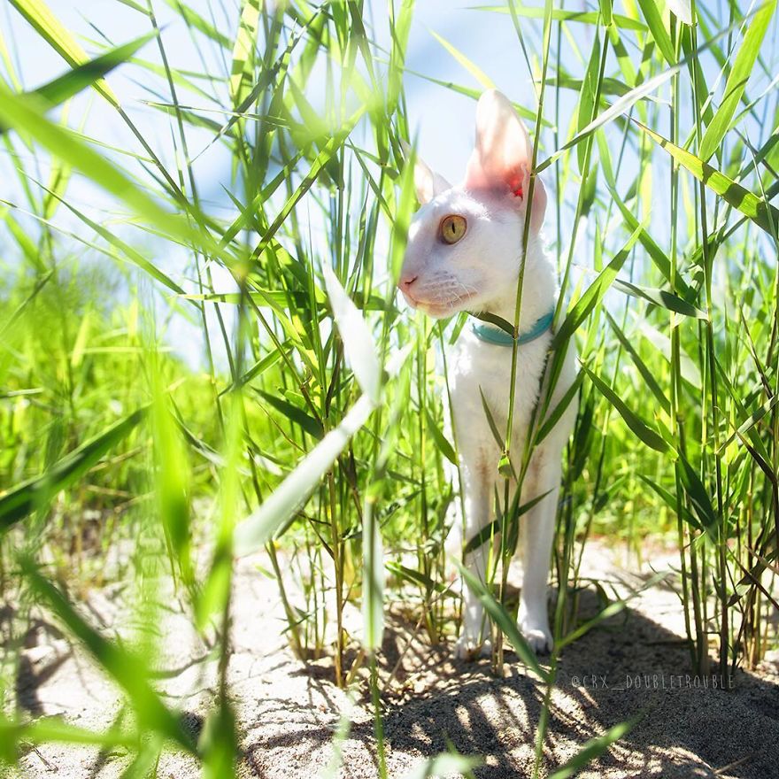 Cornish Rex, Cats With Curls And Rabbit Ears