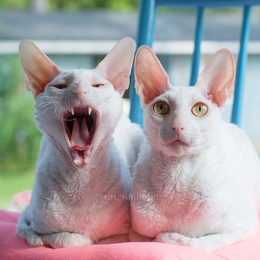 Cornish Rex, Cats With Curls And Rabbit Ears